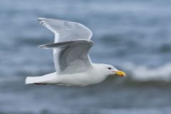 Glaucous Gull, Larus hyperboreus