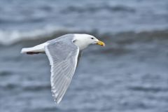 Glaucous Gull, Larus hyperboreus