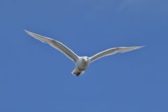 Glaucous Gull, Larus hyperboreus