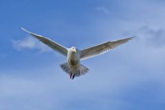 Glaucous-winged Gull, Larus glaucescens