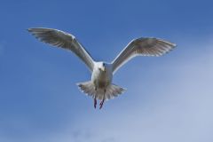 Glaucous-winged Gull, Larus glaucescens