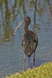 Glossy Ibis, Plegadis falcinellus