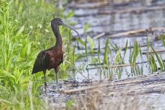 Glossy Ibis, Plegadis falcinellus
