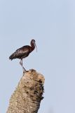 Glossy Ibis, Plegadis falcinellus