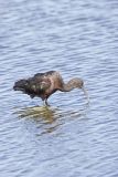 Glossy Ibis, Plegadis falcinellus