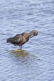 Glossy Ibis, Plegadis falcinellus
