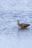 Glossy Ibis, Plegadis falcinellus