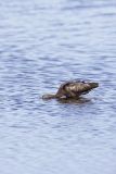 Glossy Ibis, Plegadis falcinellus