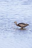 Glossy Ibis, Plegadis falcinellus