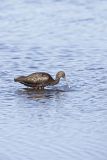 Glossy Ibis, Plegadis falcinellus