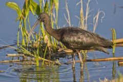 Glossy Ibis, Plegadis falcinellus