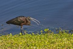 Glossy Ibis, Plegadis falcinellus