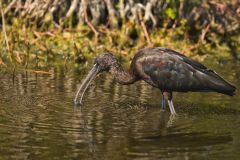 Glossy Ibis, Plegadis falcinellus