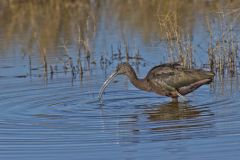 Glossy Ibis, Plegadis falcinellus
