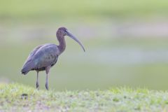 Glossy Ibis, Plegadis falcinellus