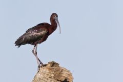 Glossy Ibis, Plegadis falcinellus