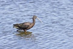 Glossy Ibis, Plegadis falcinellus
