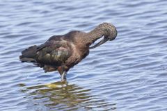 Glossy Ibis, Plegadis falcinellus