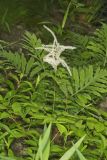 Goat's Beard, Aruncus dioicus