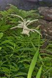 Goat's Beard, Aruncus dioicus