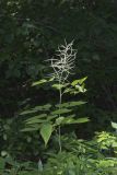 Goat's Beard, Aruncus dioicus
