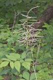 Goat's Beard, Aruncus dioicus