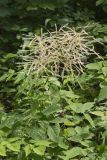 Goat's Beard, Aruncus dioicus