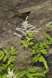 Goat's Beard, Aruncus dioicus