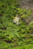 Goat's Beard, Aruncus dioicus