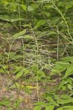 Goat's Beard, Aruncus dioicus