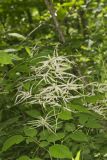 Goat's Beard, Aruncus dioicus