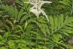Goat's Beard, Aruncus dioicus