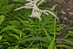 Goat's Beard, Aruncus dioicus