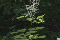 Goat's Beard, Aruncus dioicus
