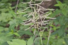 Goat's Beard, Aruncus dioicus