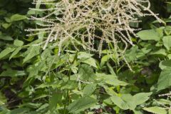 Goat's Beard, Aruncus dioicus