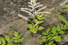 Goat's Beard, Aruncus dioicus