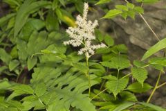 Goat's Beard, Aruncus dioicus