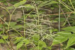 Goat's Beard, Aruncus dioicus