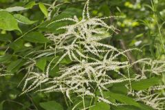 Goat's Beard, Aruncus dioicus