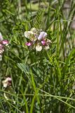 Goat's Rue, Tephrosia virginiana