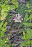 Goat's Rue, Tephrosia virginiana