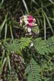Goat's Rue, Tephrosia virginiana