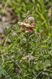 Goat's Rue, Tephrosia virginiana
