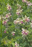 Goat's Rue, Tephrosia virginiana