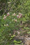 Goat's Rue, Tephrosia virginiana