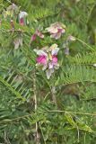 Goat's Rue, Tephrosia virginiana
