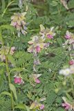 Goat's Rue, Tephrosia virginiana