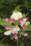 Goat's Rue, Tephrosia virginiana