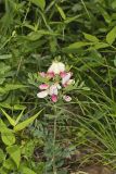 Goat's Rue, Tephrosia virginiana